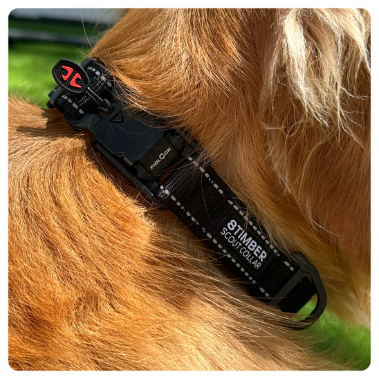 Scout Dog Collar by 8TIMBER™